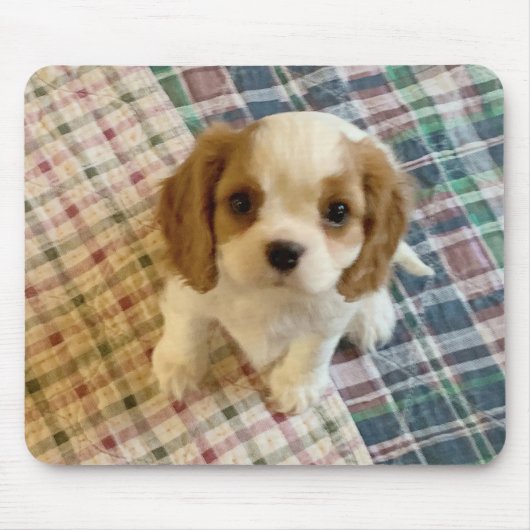 Tapis De Souris Cavalier Spaniel Chiot Mousepad (Devant)