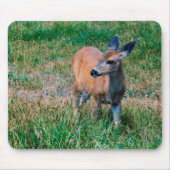 Tapis De Souris Cerf - (Devant)