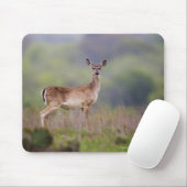 Tapis De Souris Cerf à queue blanche (Avec souris)