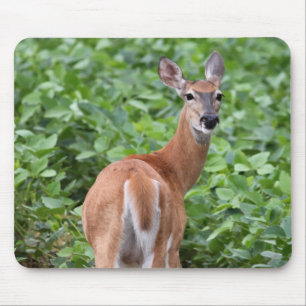 Tapis De Souris Cerf à queue blanche