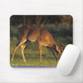 Tapis De Souris Cerf à queue blanche, Odocoileus virginianus (Avec souris)