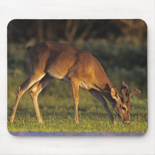 Tapis De Souris Cerf à queue blanche, Odocoileus virginianus (Devant)