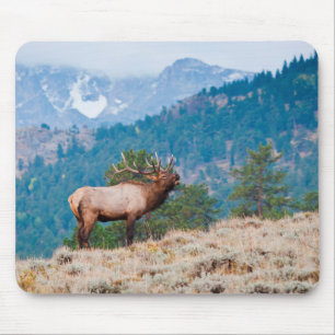 Tapis De Souris Cerf (Cervus Elephus) mâle bramant