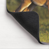Tapis De Souris Cerf de Virginie, Odocoileus virginianus (Coin)