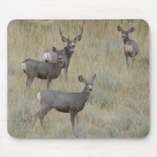 Tapis De Souris Cerf mulet D18 (Devant)