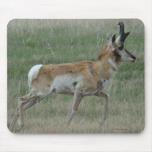 Tapis De Souris Cerf pronghorn A32 (Devant)