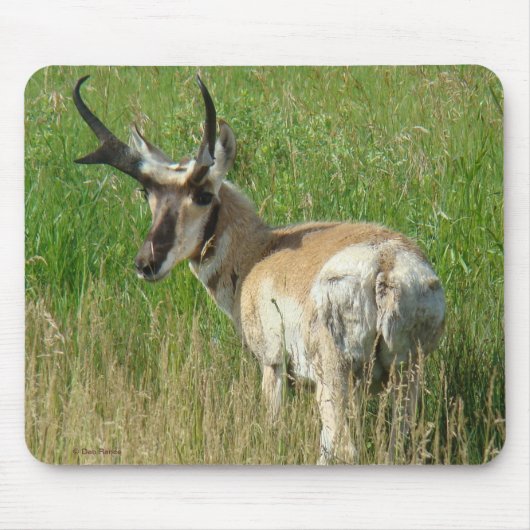 Tapis De Souris Cerf pronghorn A35 (Devant)