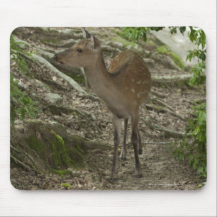 Tapis De Souris Cerfs communs