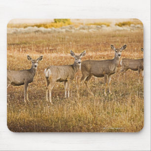 Tapis De Souris Cerfs communs de mule (hemionus d'Odocoileus) un