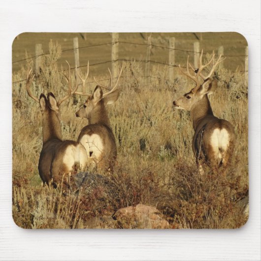 Tapis De Souris Cerfs mulet mâles D30 (Devant)