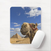 Tapis De Souris Chameau devant les pyramides de Gizeh, Égypte, (Avec souris)