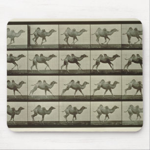Tapis De Souris Chameau, plat "de la locomotion animale", 1887