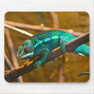 Tapis De Souris Chameleons, lézards, reptiles