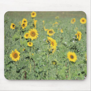 Tapis De Souris Champ de tournesols