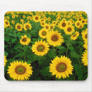 Tapis De Souris Champ des tournesols