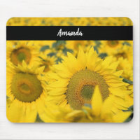 Champ jaune de tournesols photo