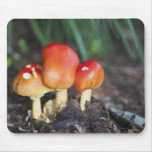 Tapis De Souris champignon de la famille Amanita