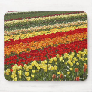 Tapis De Souris Champs de tulipes, près de Tapanui, ouest d'Otago,