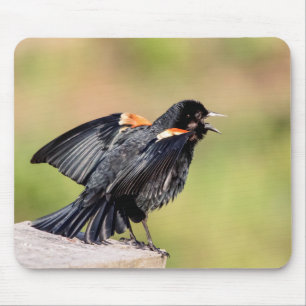 Tapis De Souris Chant de Blackbird à ailes rouges