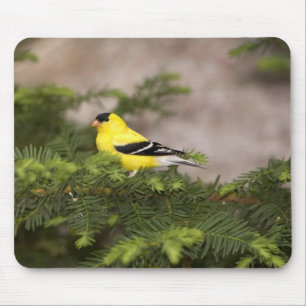 Tapis De Souris Chardonneret jaune mâle dans un arbre