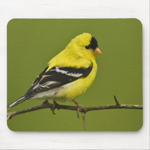 Tapis De Souris Chardonneret jaune mâle en plumage nuptial,