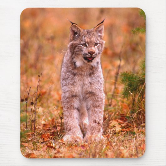 Tapis De Souris Chasse Bobcat | Forêt d'automne (Devant)