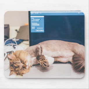 Tapis De Souris Chat, Animal, Animaux