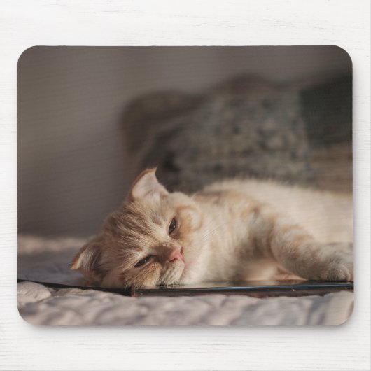 Tapis De Souris Chat, Animal De Compagnie, Kitten (Devant)