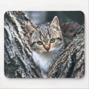 Tapis De Souris chat, animal de compagnie, nature