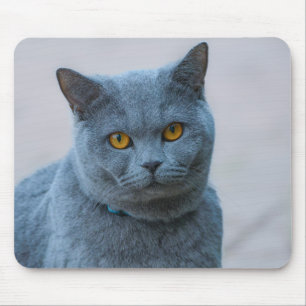 Tapis De Souris chat, animal, mammifère