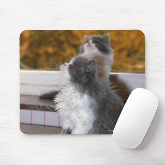 Tapis De Souris Chat assis et regardant (Avec souris)