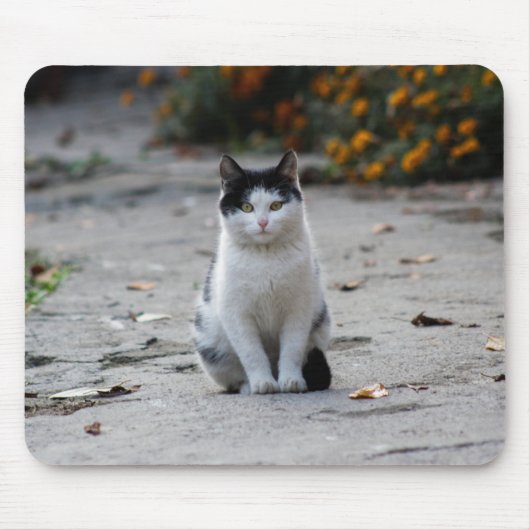 Tapis De Souris Chat, Blanc, Animaux (Devant)