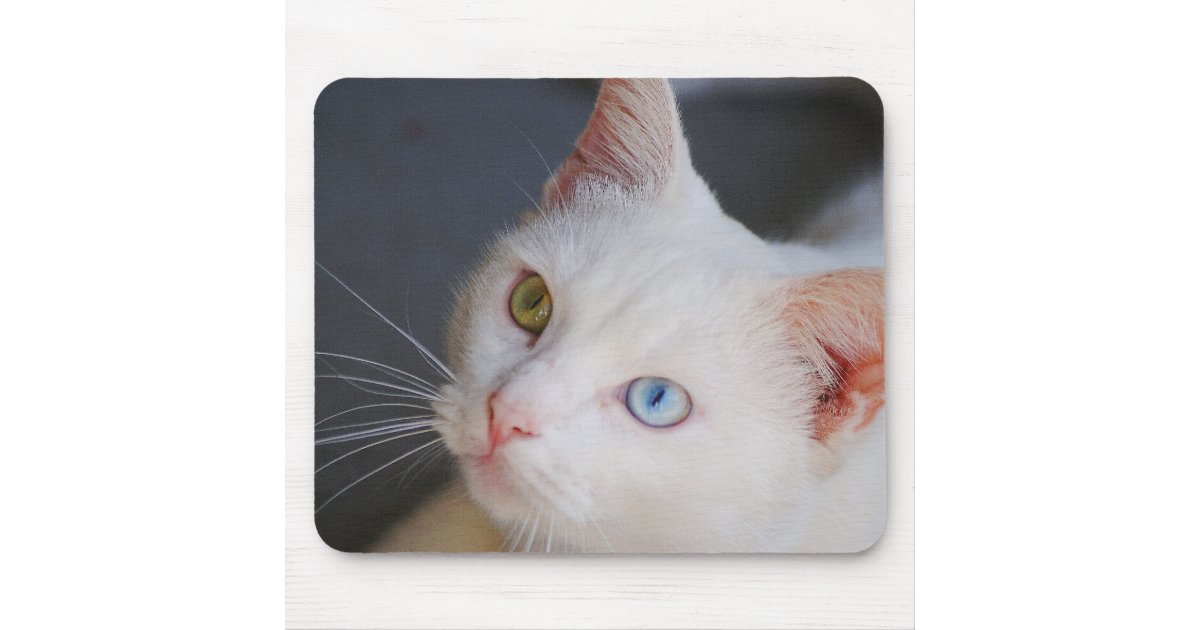 Tapis De Souris Chat Blanc Avec Un Oeil Vert Et Un Oeil Bleu Zazzle Be