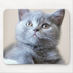 Tapis De Souris Chat britannique gris de Shorthair