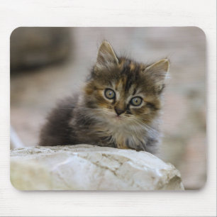 Tapis De Souris Chat, chat domestique, animal de compagnie