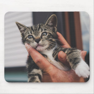 Tapis De Souris chat, chaton, main