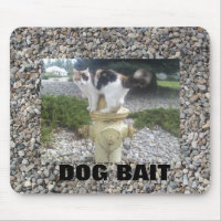 Chat d'appât de chien sur un hydratant