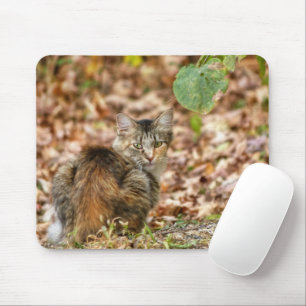 Tapis De Souris Chat d'automne