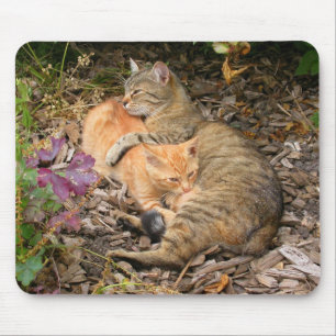 Tapis De Souris Chat de gingembre à sucer