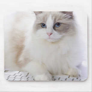 Tapis De Souris Chat de Ragdoll sur le clavier d'ordinateur