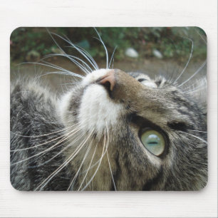 Tapis De Souris Chat de ragondin gris du Maine