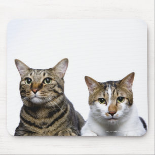 Tapis De Souris Chat japonais et chat mannois sur l'arrière - pla