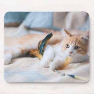Tapis De Souris Chat, Kitten, chat orange