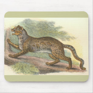 Tapis De Souris Chat marbré, Felis marmorata