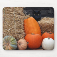 Chat noir et citrouille