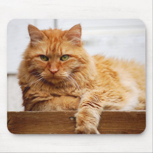 Tapis De Souris Chat norvégien de forêt, roi des chats Mousepad