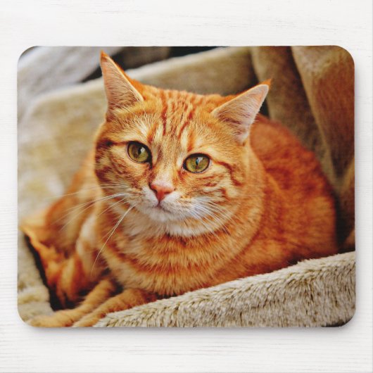Tapis De Souris chat, tabby, nature (Devant)