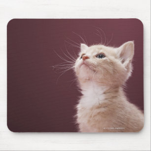 Tapis De Souris Chaton avec des favoris