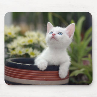 Tapis De Souris Chaton blanc turc