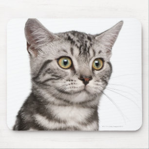 Tapis De Souris Chaton britannique de Shorthair (4 mois)